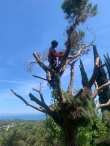 Desmontaje de un pino en tarragona